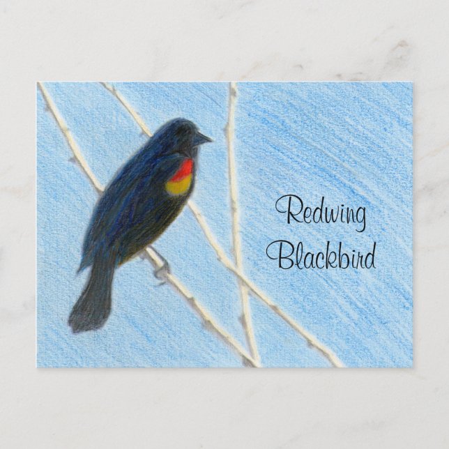 Redwing Blackbird Nature Postcard (Front)