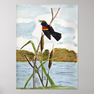 Redwing Blackbird Poster
