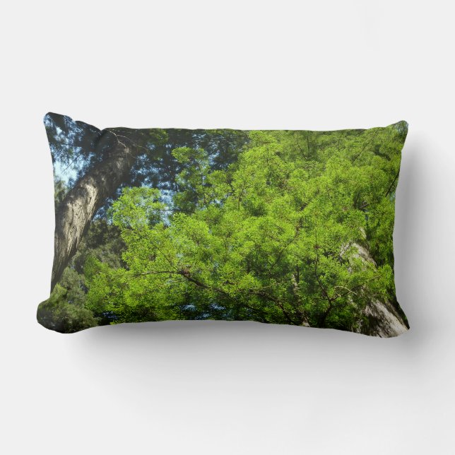 Redwood Boughs at Redwood National Park Lumbar Cushion (Front)