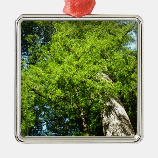 Redwood Boughs at Redwood National Park Metal Tree Decoration (Front)