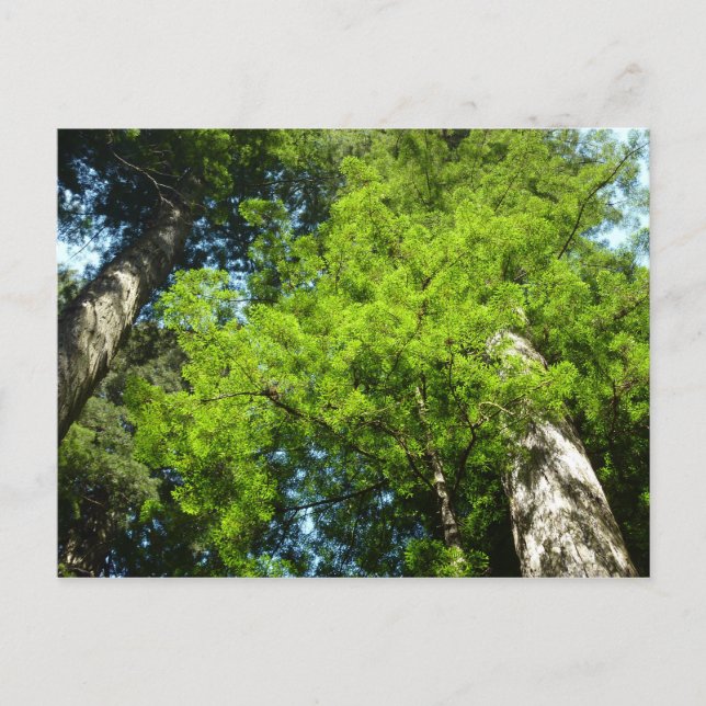Redwood Boughs at Redwood National Park Postcard (Front)