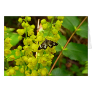 Redwood Butterfly and Oregon Grape Wildflowers