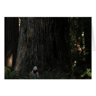 Redwood Forest