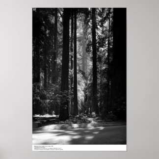 Redwood Forest, Founder's Grove, 1966 Poster