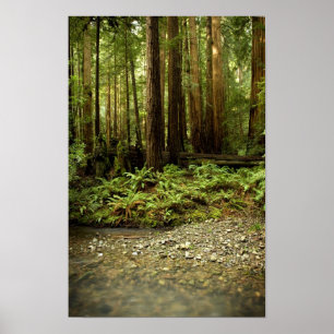 Redwood Forest Glen Poster