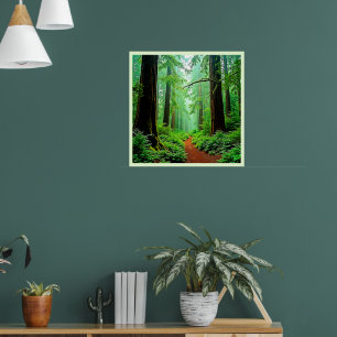 Redwood Forest Misty Tranquillity Design Poster