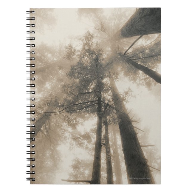 Redwood Forest, Northern California Notebook (Front)