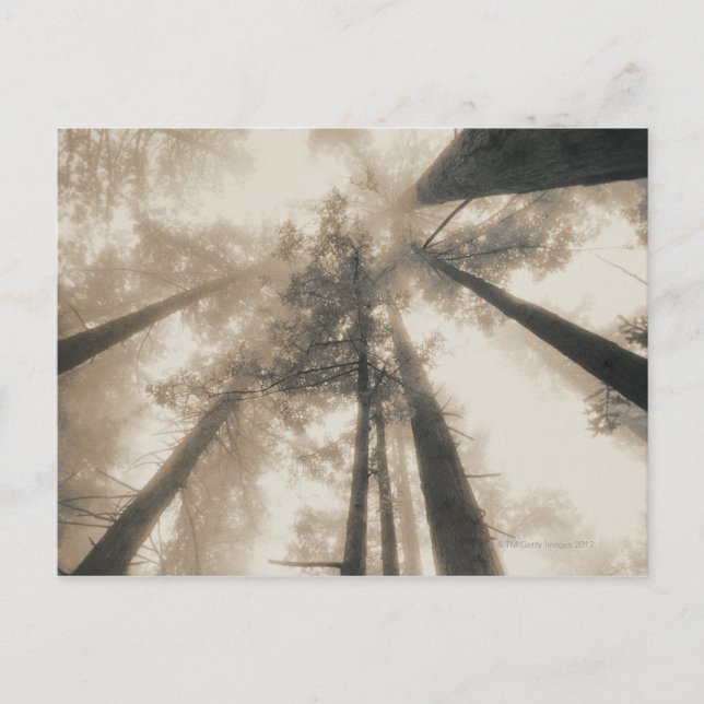 Redwood Forest, Northern California Postcard (Front)