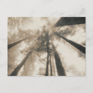 Redwood Forest, Northern California Postcard