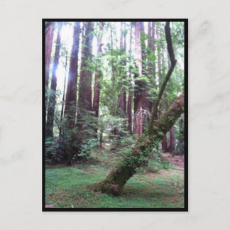 Redwood Forest Postcard