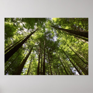 Redwood Forest, Rotorua, New Zealand 2 Poster