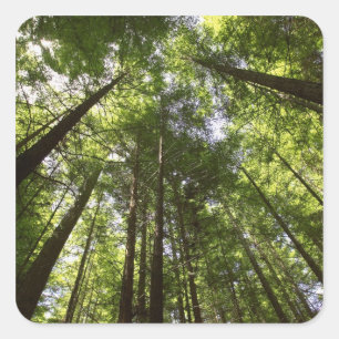 Redwood Forest, Rotorua, New Zealand 2 Square Sticker