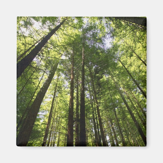 Redwood Forest, Rotorua, New Zealand Magnet (Front)