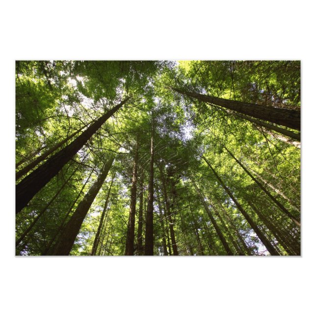Redwood Forest, Rotorua, New Zealand Photo Print (Front)