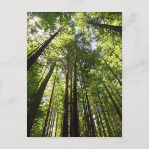 Redwood Forest, Rotorua, New Zealand Postcard