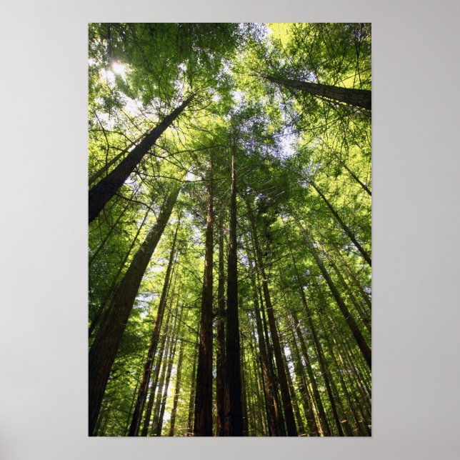 Redwood Forest, Rotorua, New Zealand Poster (Front)