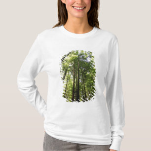 Redwood Forest, Rotorua, New Zealand T-Shirt