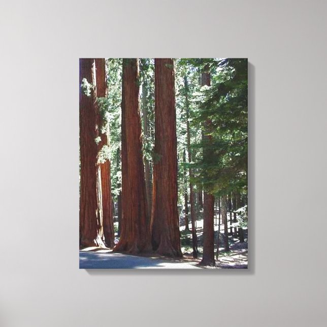 Redwood Forest Sequoia Tree Wall Art (Front)