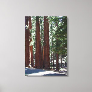 Redwood Forest Sequoia Tree Wall Art