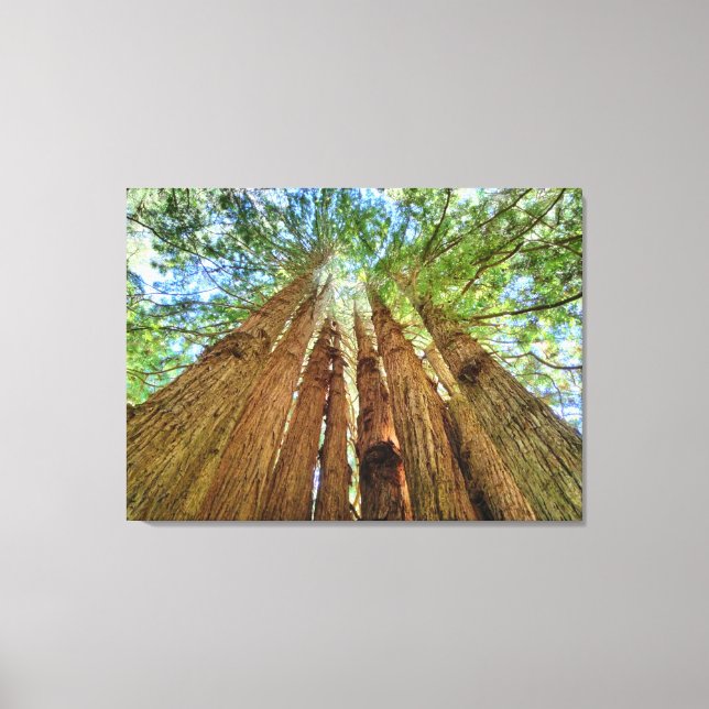 Redwood Grove Canvas Print (Front)