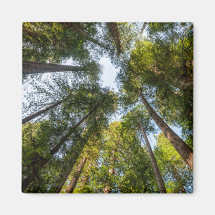 Redwood National and State Parks, California Magnet