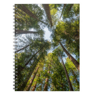 Redwood National and State Parks, California Notebook