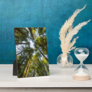 Redwood National and State Parks, California Plaque