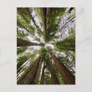 Redwood National and State Parks, California Postcard
