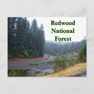 Redwood National Forest Postcard