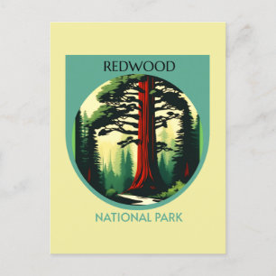 Redwood National Park Beauty in California  Postcard