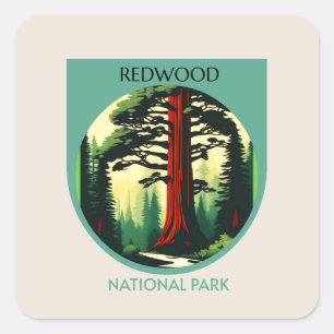 Redwood National Park Beauty in California  Square Sticker