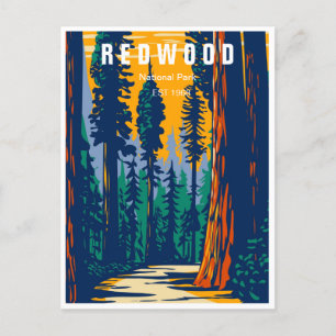 Redwood National Park California Vintage forest Postcard