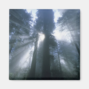Redwood National Park, Del Norte County, foggy Magnet