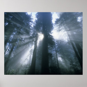Redwood National Park, Del Norte County, foggy Poster