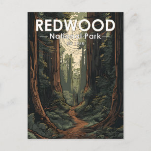 Redwood National Park Illustration Trail Vintage Postcard