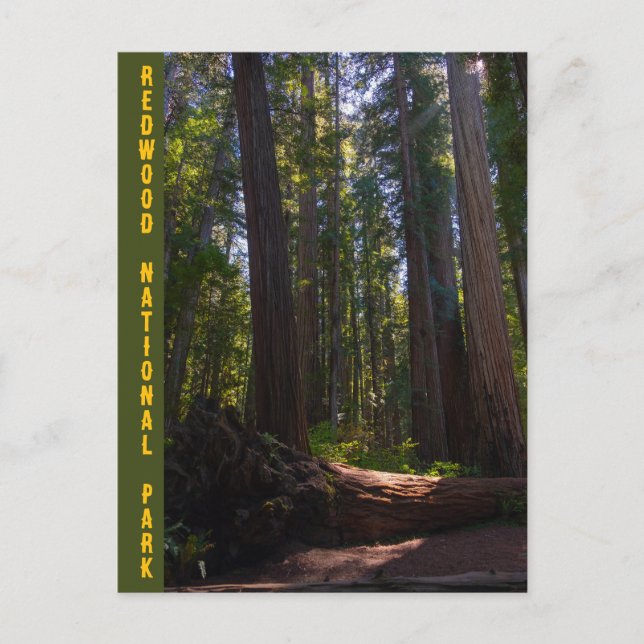 Redwood National Park Stout Grove Postcard (Front)