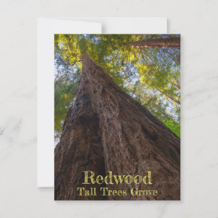 Redwood National Park Tall Trees Grove Look Up Postcard
