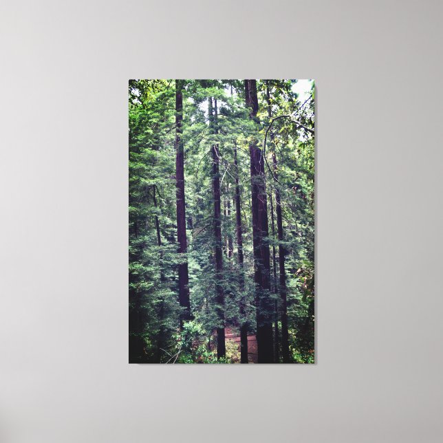 Redwood Trees #2 Canvas (Front)