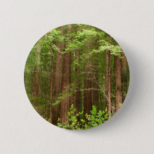 Redwood Trees at Muir Woods National Monument 6 Cm Round Badge