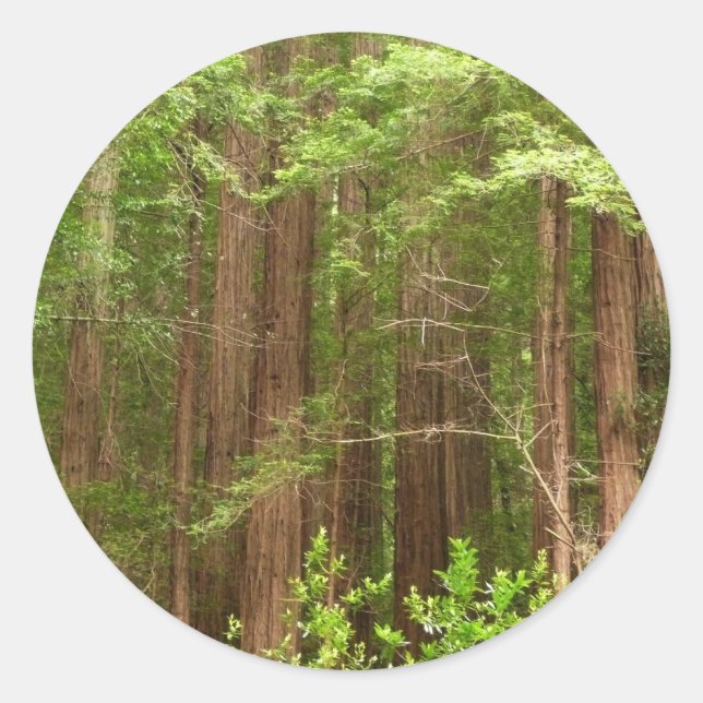 Redwood Trees at Muir Woods National Monument Classic Round Sticker (Front)