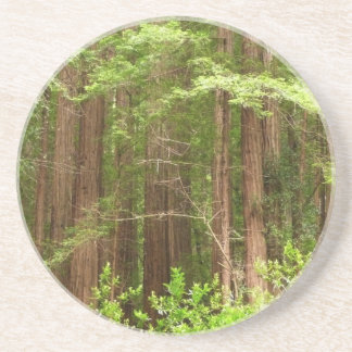 Redwood Trees at Muir Woods National Monument Coaster