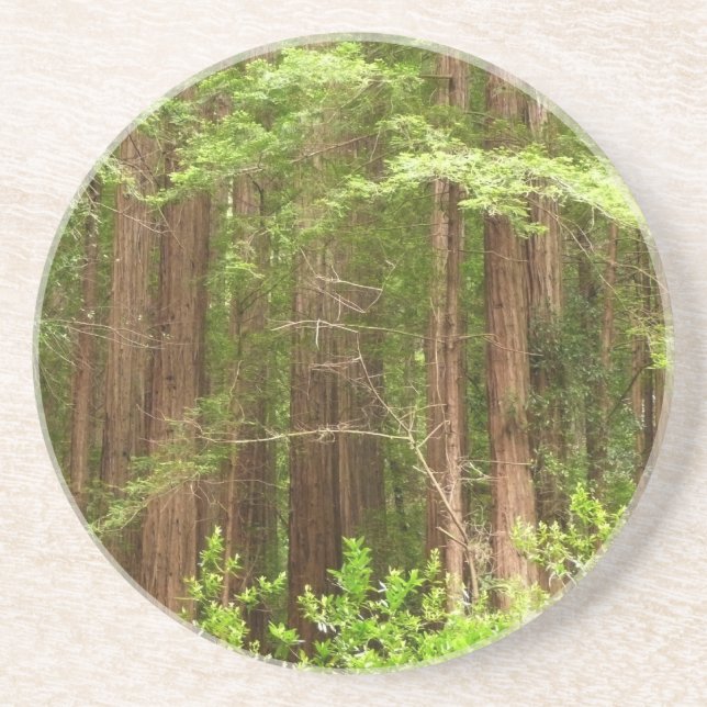 Redwood Trees at Muir Woods National Monument Coaster (Front)