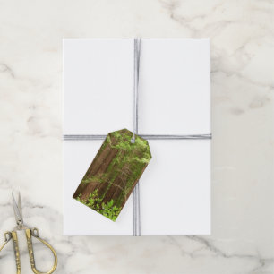 Redwood Trees at Muir Woods National Monument Gift Tags