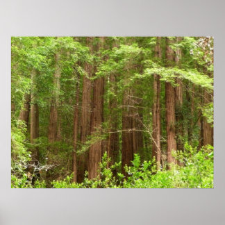 Redwood Trees at Muir Woods National Monument Poster