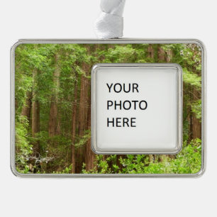 Redwood Trees at Muir Woods National Monument Silver Plated Framed Ornament
