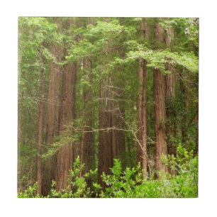 Redwood Trees at Muir Woods National Monument Tile