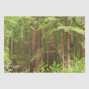 Redwood Trees at Muir Woods National Monument Tissue Paper