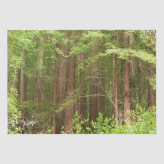 Redwood Trees at Muir Woods National Monument Tissue Paper