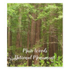 Redwood Trees at Muir Woods National Monument