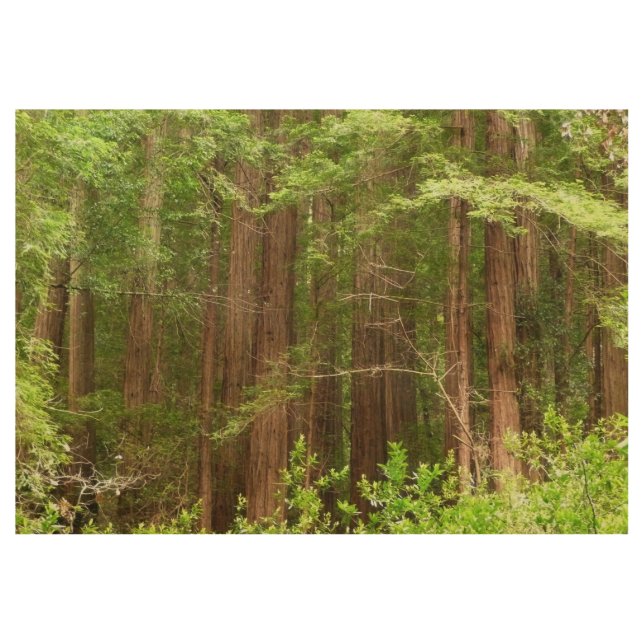 Redwood Trees at Muir Woods National Monument Wood Poster (Front)